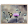 A stunning colorful fine art Butterfly print featuring Arizona's state butterfly - the Two-tailed Swallowtail, sitting on a vibrant purple New Mexico Thistle.