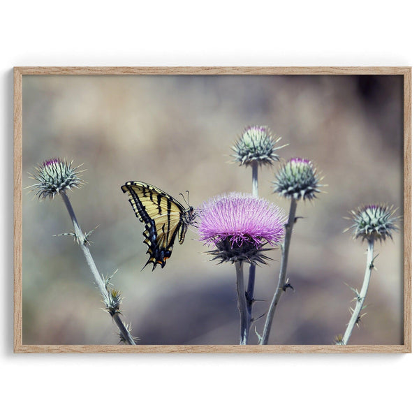 A stunning colorful fine art Butterfly print featuring Arizona's state butterfly - the Two-tailed Swallowtail, sitting on a vibrant purple New Mexico Thistle.