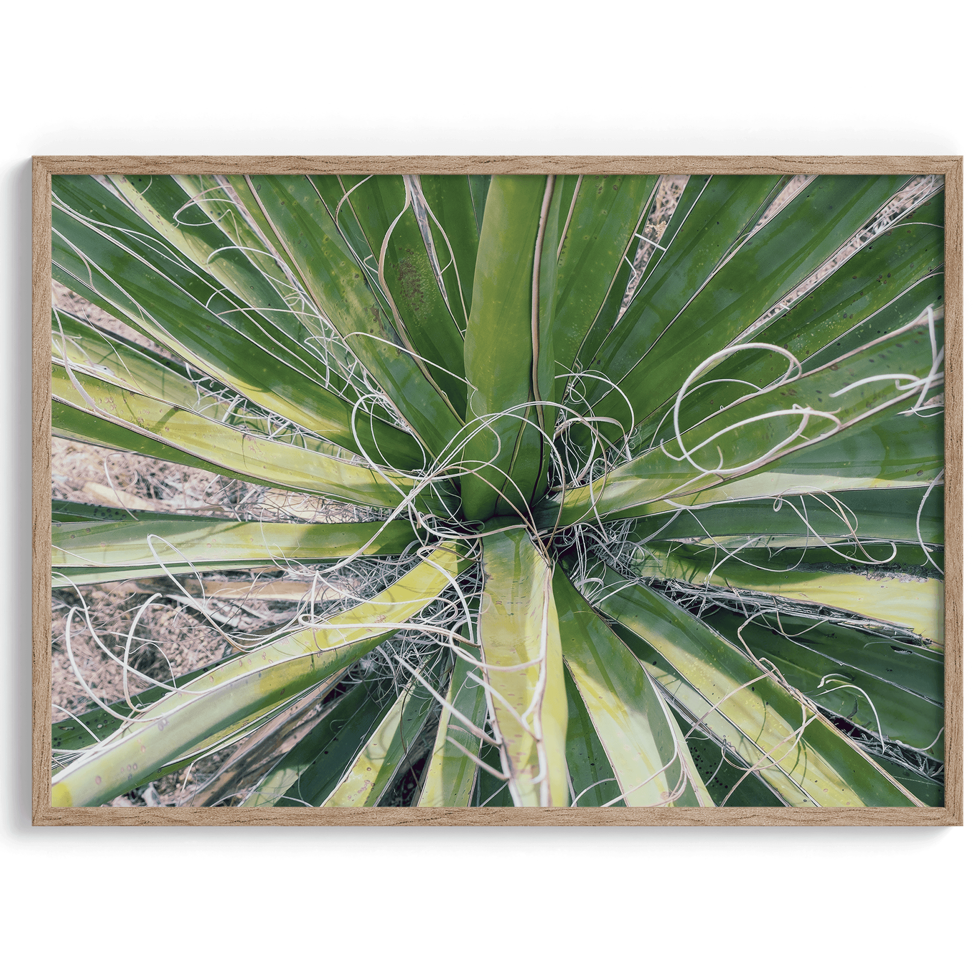 A fine art modern abstract minimalist green cactus photography print from Joshua Tree National Park. Add color to your space with this green nature wall art.