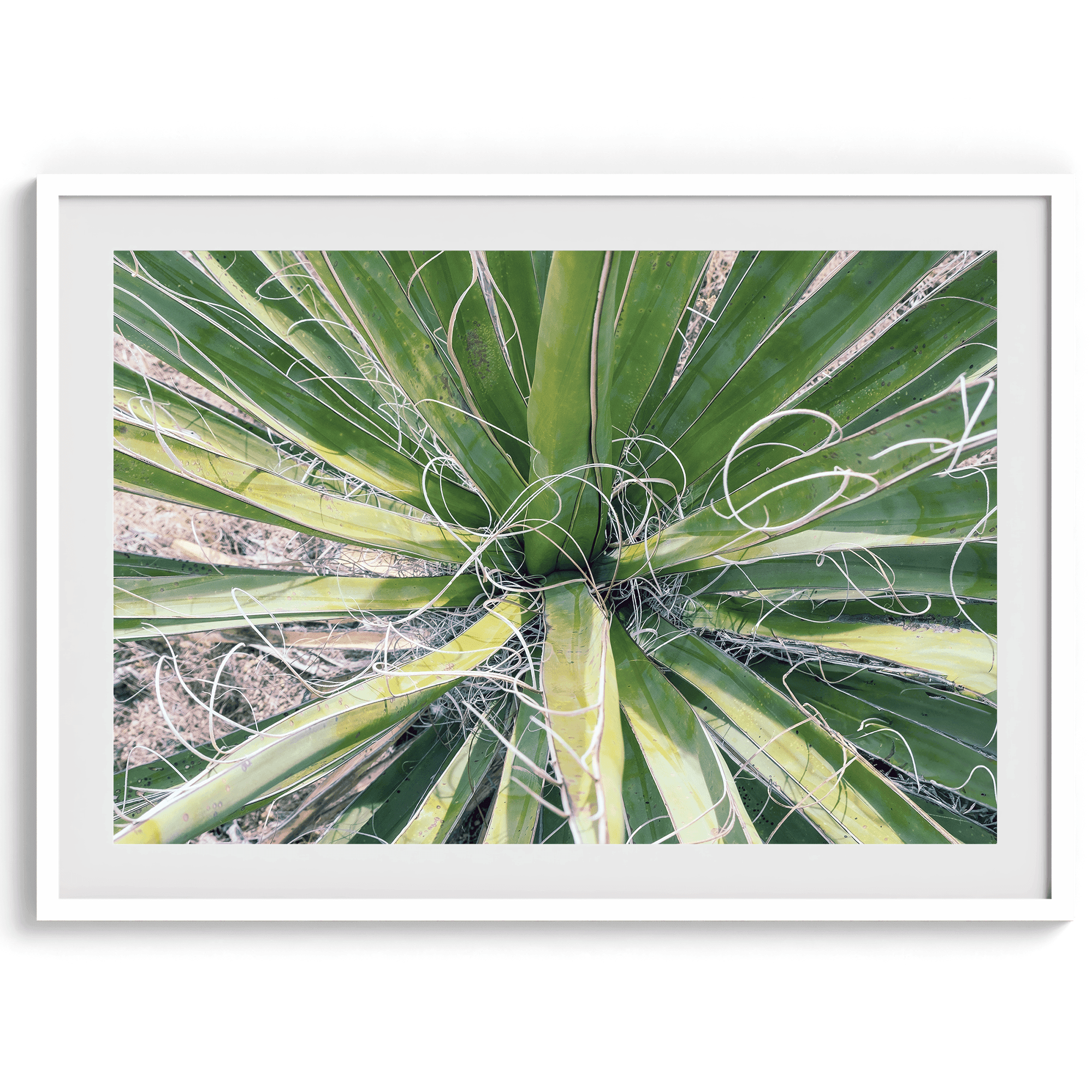 A fine art modern abstract minimalist green cactus photography print from Joshua Tree National Park. Add color to your space with this green nature wall art.