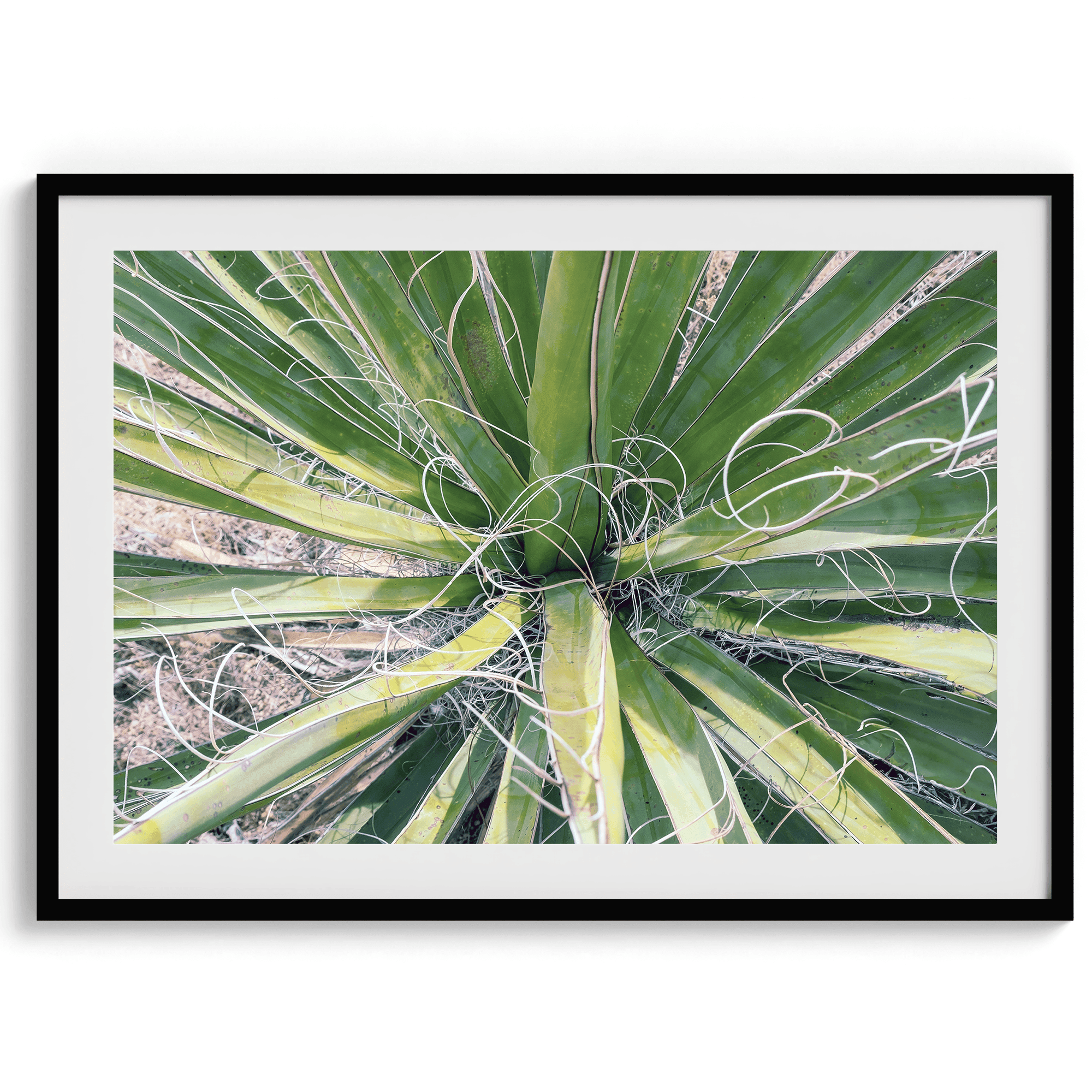 A fine art modern abstract minimalist green cactus photography print from Joshua Tree National Park. Add color to your space with this green nature wall art.