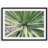 A fine art modern abstract minimalist green cactus photography print from Joshua Tree National Park. Add color to your space with this green nature wall art.