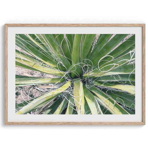 A fine art modern abstract minimalist green cactus photography print from Joshua Tree National Park. Add color to your space with this green nature wall art.