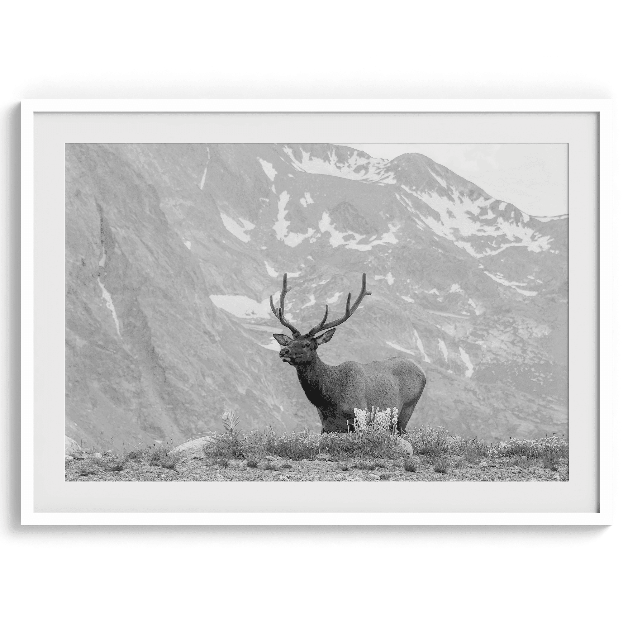 Capture the spirit of Rocky Mountain National Park with this black and white fine art Elk photo print. A majestic Elk stands on top of a bed of flowers with a snow-covered mountain behind it.