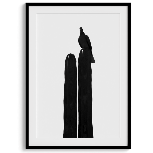 A minimalist fine art black and white cactus photography print showcasing a bird perched on the tip of a cactus.