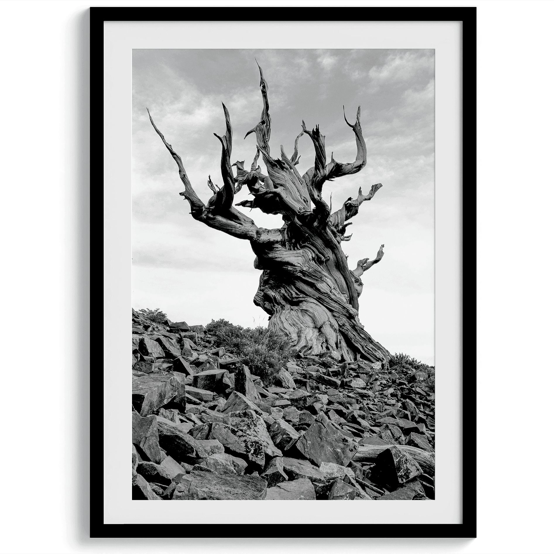 Black-and-White-Ancient-Tree-Wall-Art-5