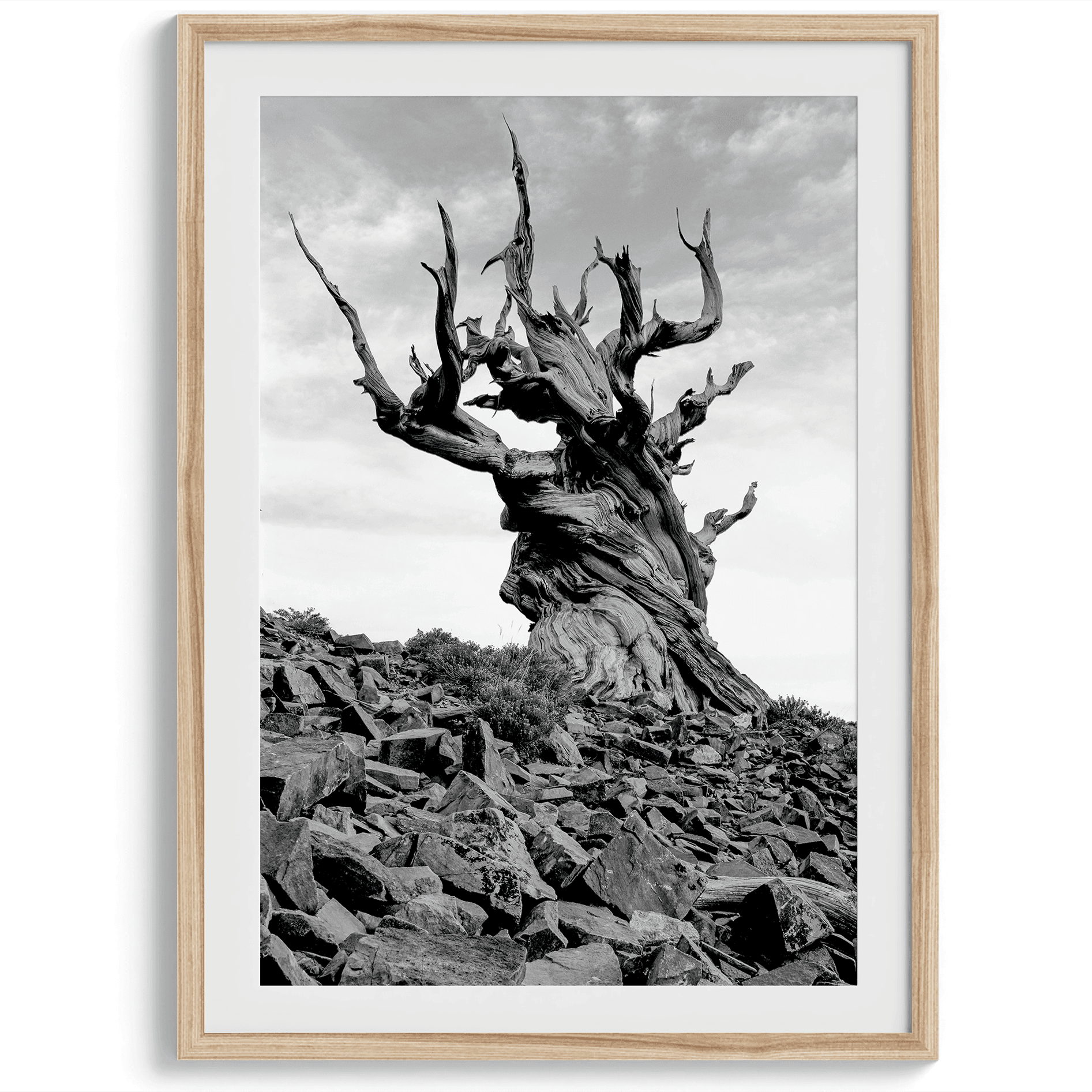 Black-and-White-Ancient-Tree-Wall-Art-5