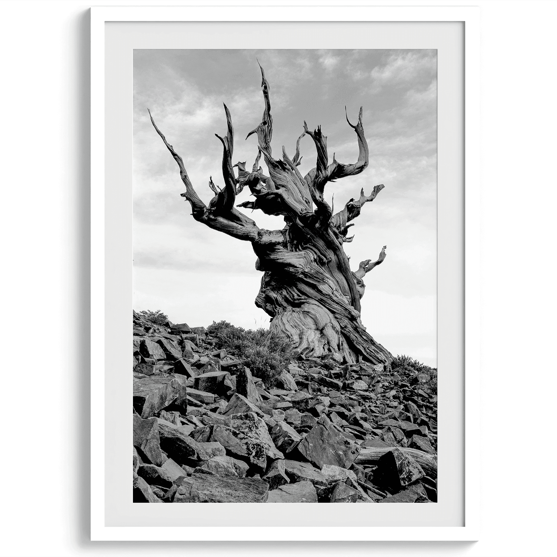 Black-and-White-Ancient-Tree-Wall-Art