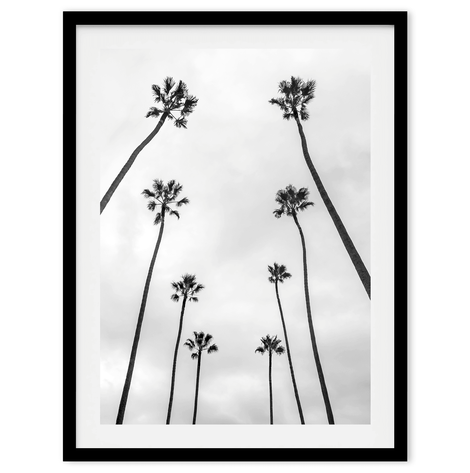 LA Palms - Wow Photo Art