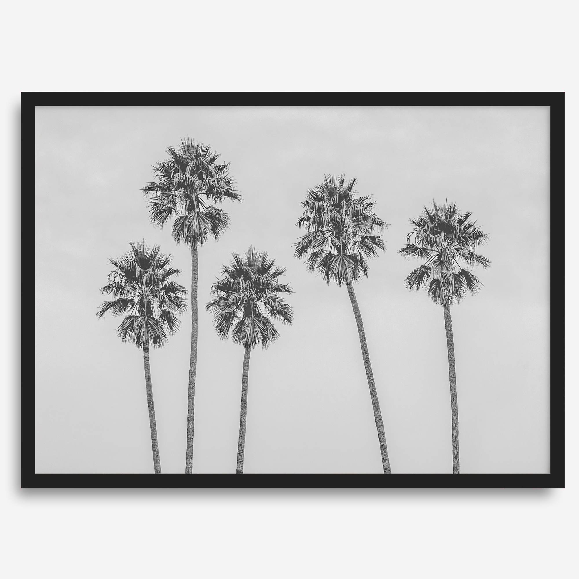 Black and White Palm Tree Fine Art Print - Minimalist Palm Trees Wall Art, Los Angeles Landscape Photography Art Print, Coastal Home Decor