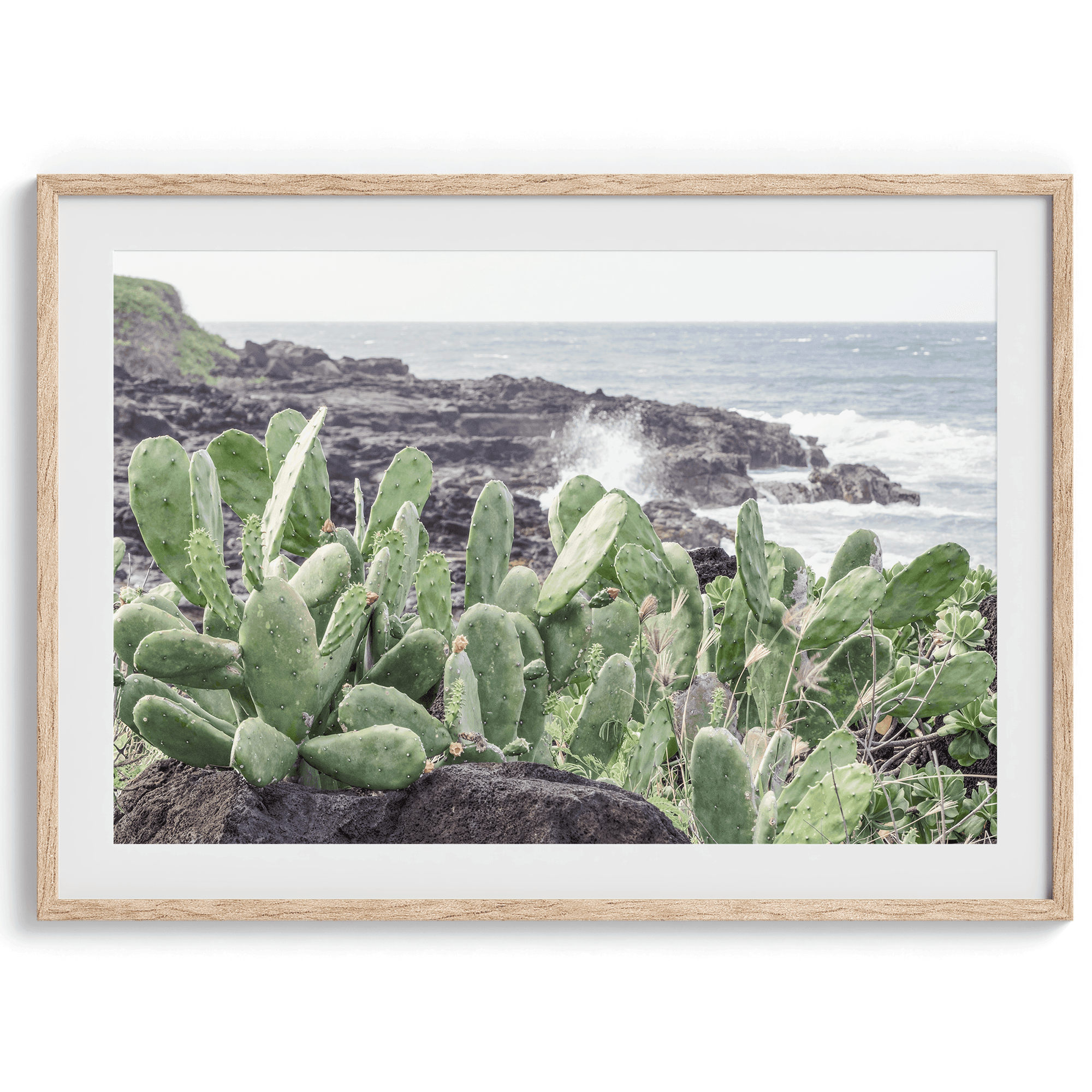 Coastal Cactus - Wow Photo Art