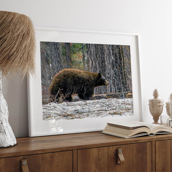 A fine art print of a large Black Bear walking alone in a snowy forest, capturing the raw beauty of nature with a minimalist, framed wildlife design