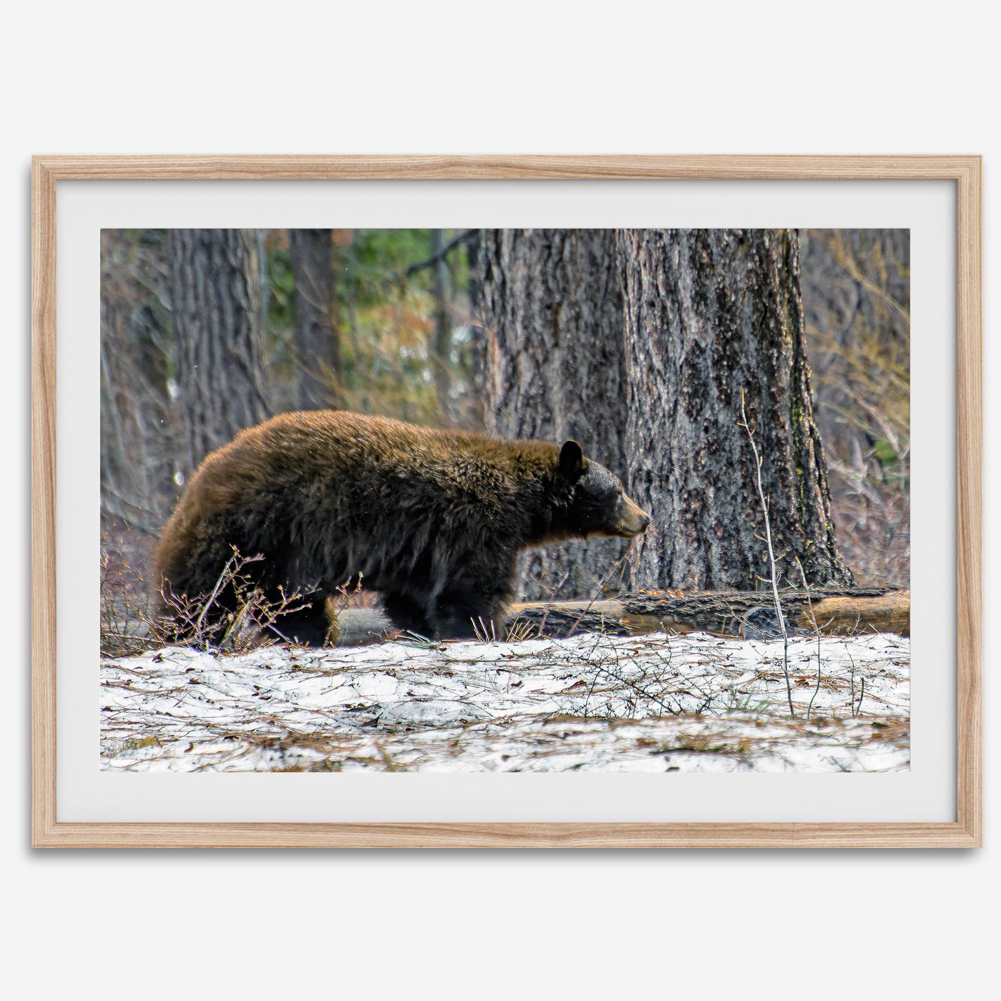 A fine art print of a large Black Bear walking alone in a snowy forest, capturing the raw beauty of nature with a minimalist, framed wildlife design