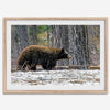 A fine art print of a large Black Bear walking alone in a snowy forest, capturing the raw beauty of nature with a minimalist, framed wildlife design