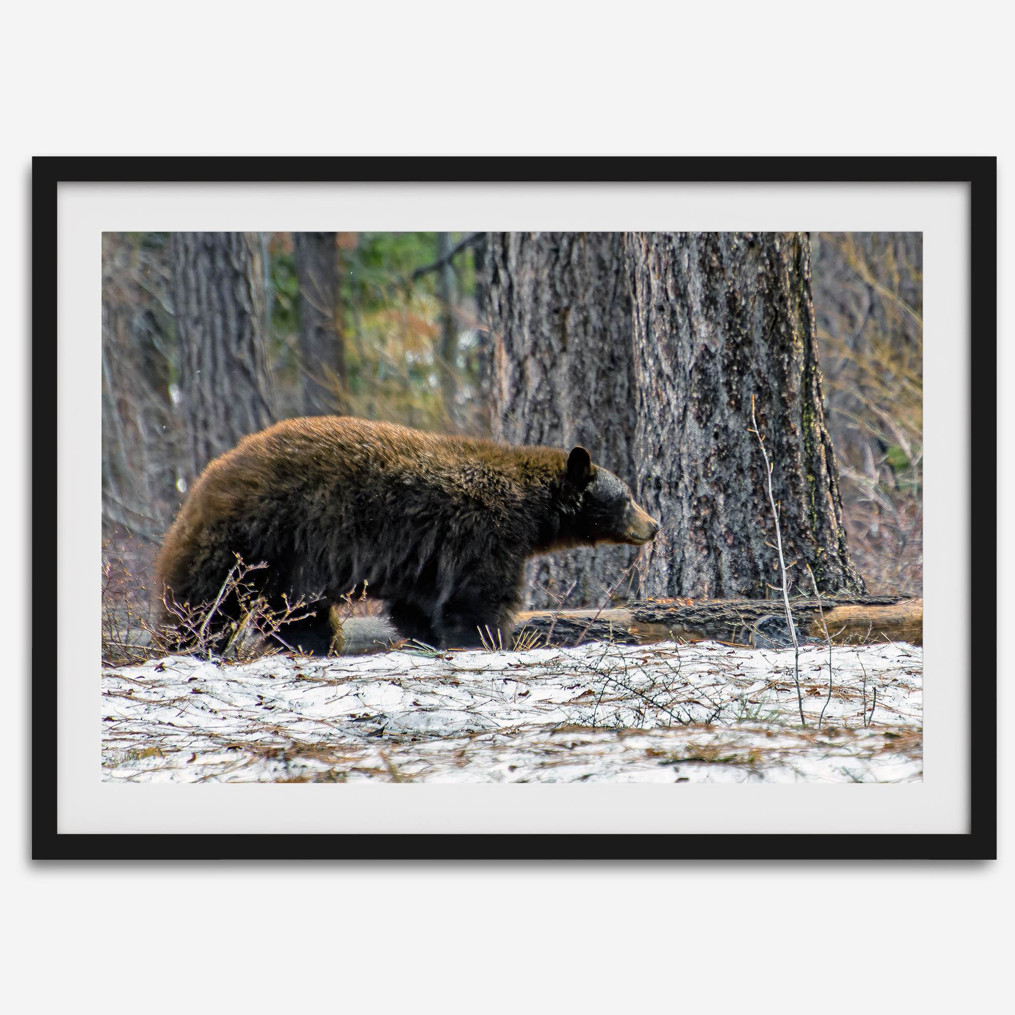 A fine art print of a large Black Bear walking alone in a snowy forest, capturing the raw beauty of nature with a minimalist, framed wildlife design