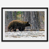 A fine art print of a large Black Bear walking alone in a snowy forest, capturing the raw beauty of nature with a minimalist, framed wildlife design