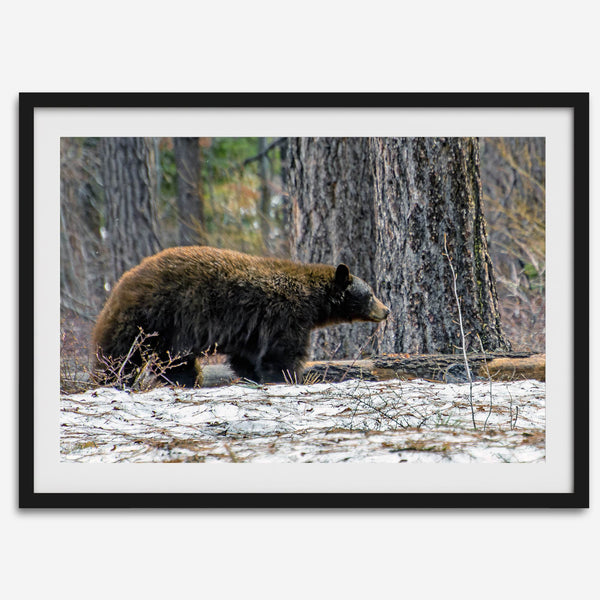 A fine art print of a large Black Bear walking alone in a snowy forest, capturing the raw beauty of nature with a minimalist, framed wildlife design