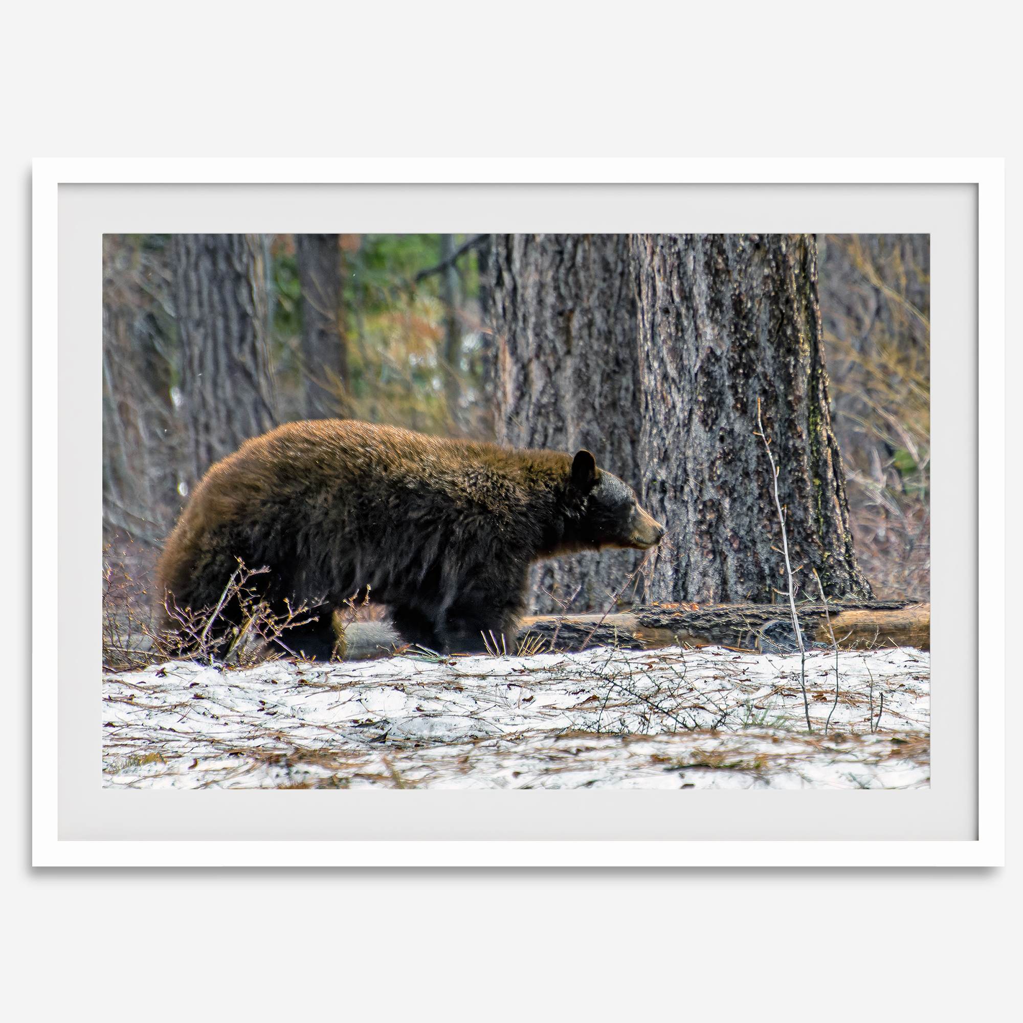 A fine art print of a large Black Bear walking alone in a snowy forest, capturing the raw beauty of nature with a minimalist, framed wildlife design