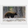 A fine art print of a large Black Bear walking alone in a snowy forest, capturing the raw beauty of nature with a minimalist, framed wildlife design