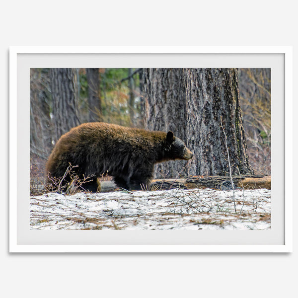 A fine art print of a large Black Bear walking alone in a snowy forest, capturing the raw beauty of nature with a minimalist, framed wildlife design