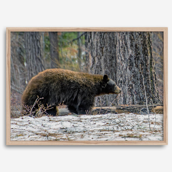 A fine art print of a large Black Bear walking alone in a snowy forest, capturing the raw beauty of nature with a minimalist, framed wildlife design