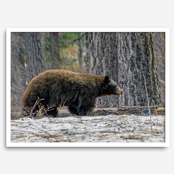 A fine art print of a large Black Bear walking alone in a snowy forest, capturing the raw beauty of nature with a minimalist, framed wildlife design