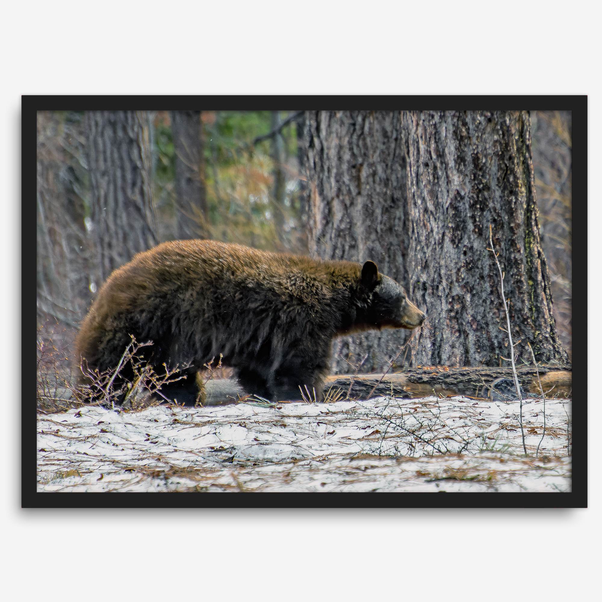 A fine art print of a large Black Bear walking alone in a snowy forest, capturing the raw beauty of nature with a minimalist, framed wildlife design