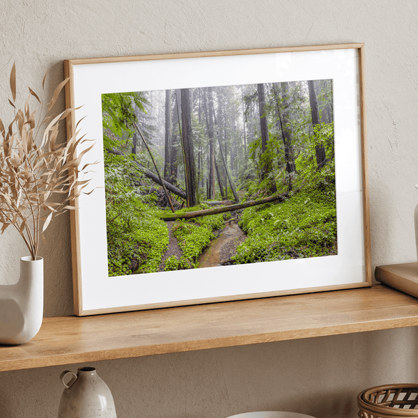 Redwoods Sanctuary - Wow Photo Art