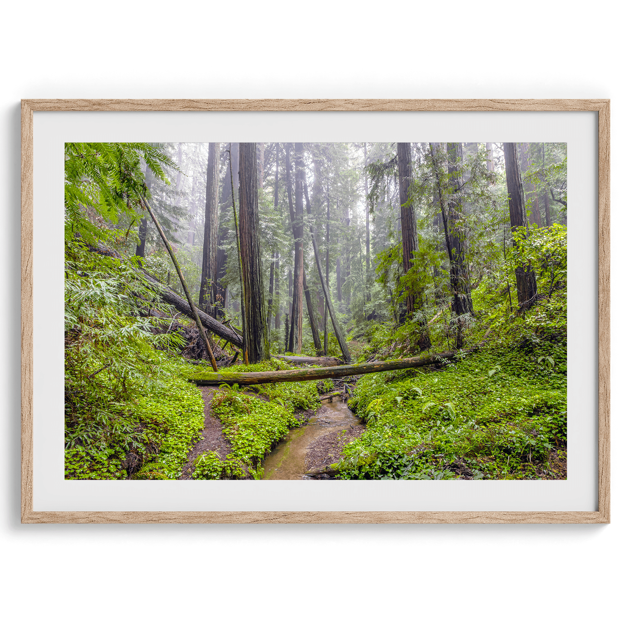 Redwoods Sanctuary - Wow Photo Art