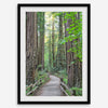 Redwood trees wall art featuring a tranquil forest path through tall redwoods with lush greenery.