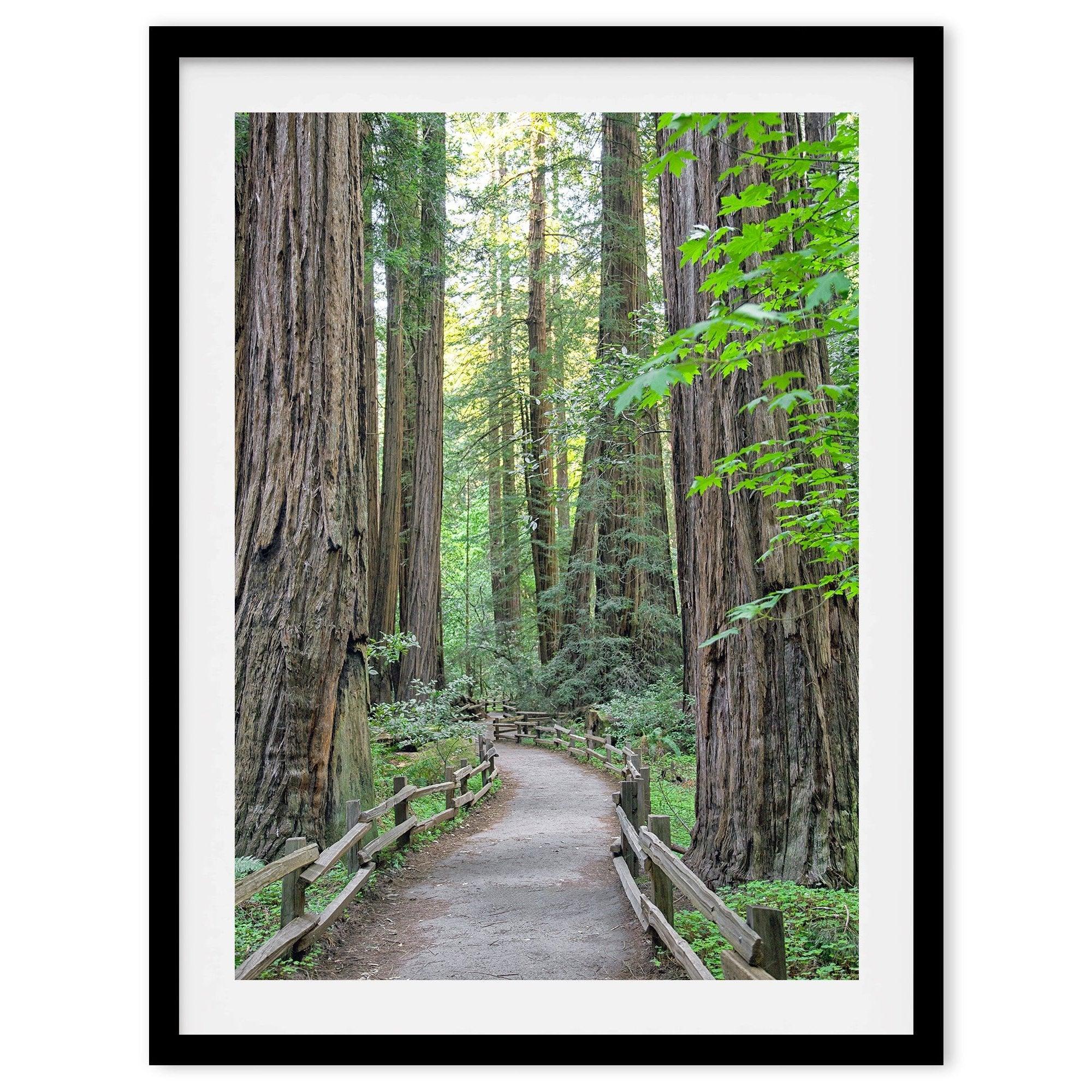 Redwood trees wall art featuring a tranquil forest path through tall redwoods with lush greenery.