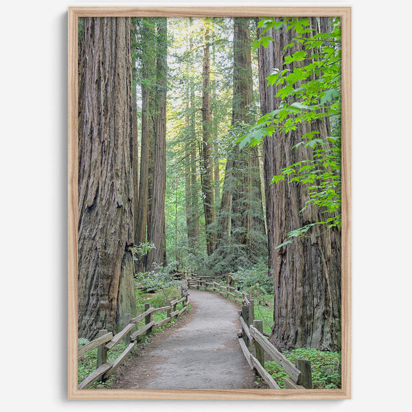 Redwood trees wall art featuring a tranquil forest path through tall redwoods with lush greenery.