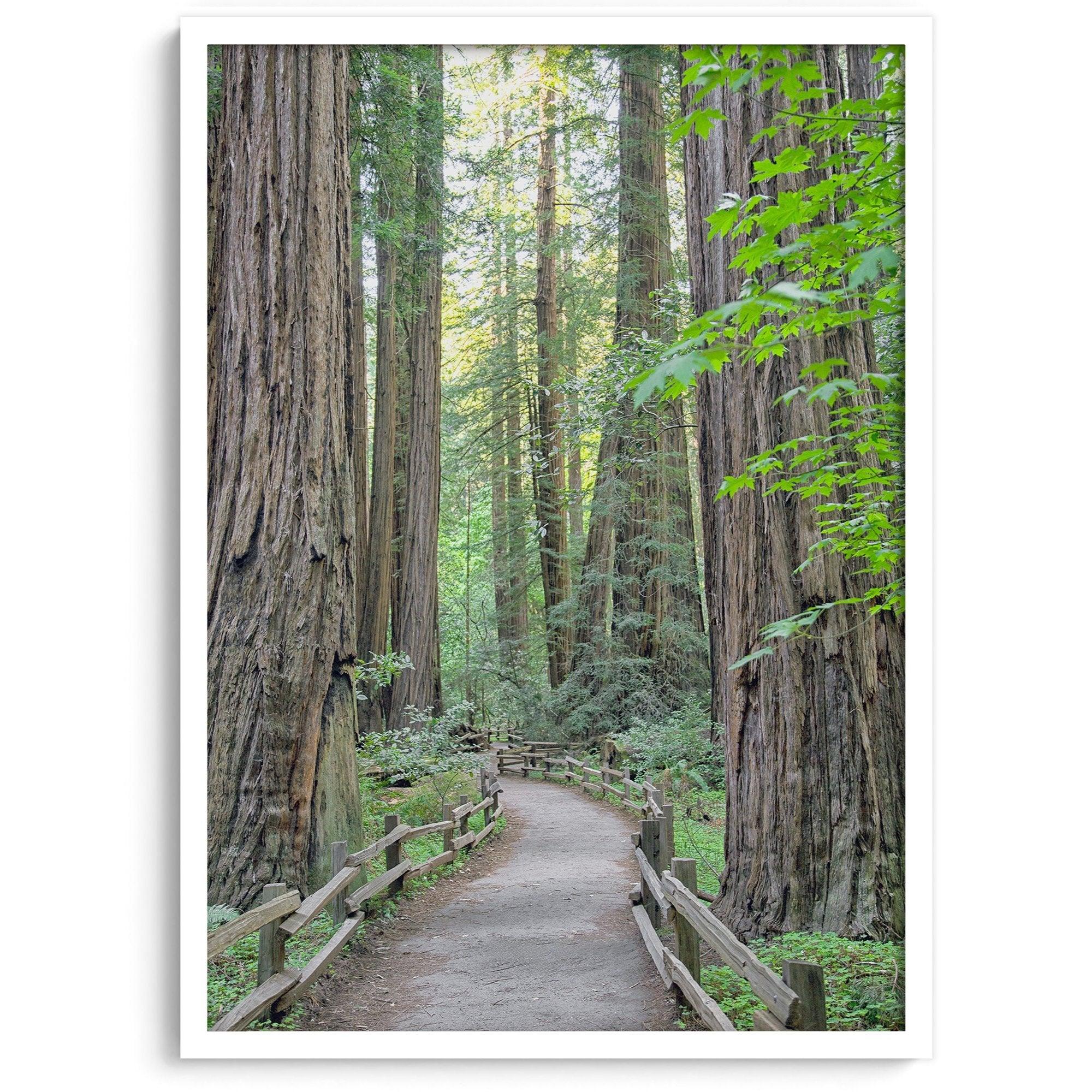 Redwood trees wall art featuring a tranquil forest path through tall redwoods with lush greenery.