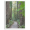 Redwood trees wall art featuring a tranquil forest path through tall redwoods with lush greenery.