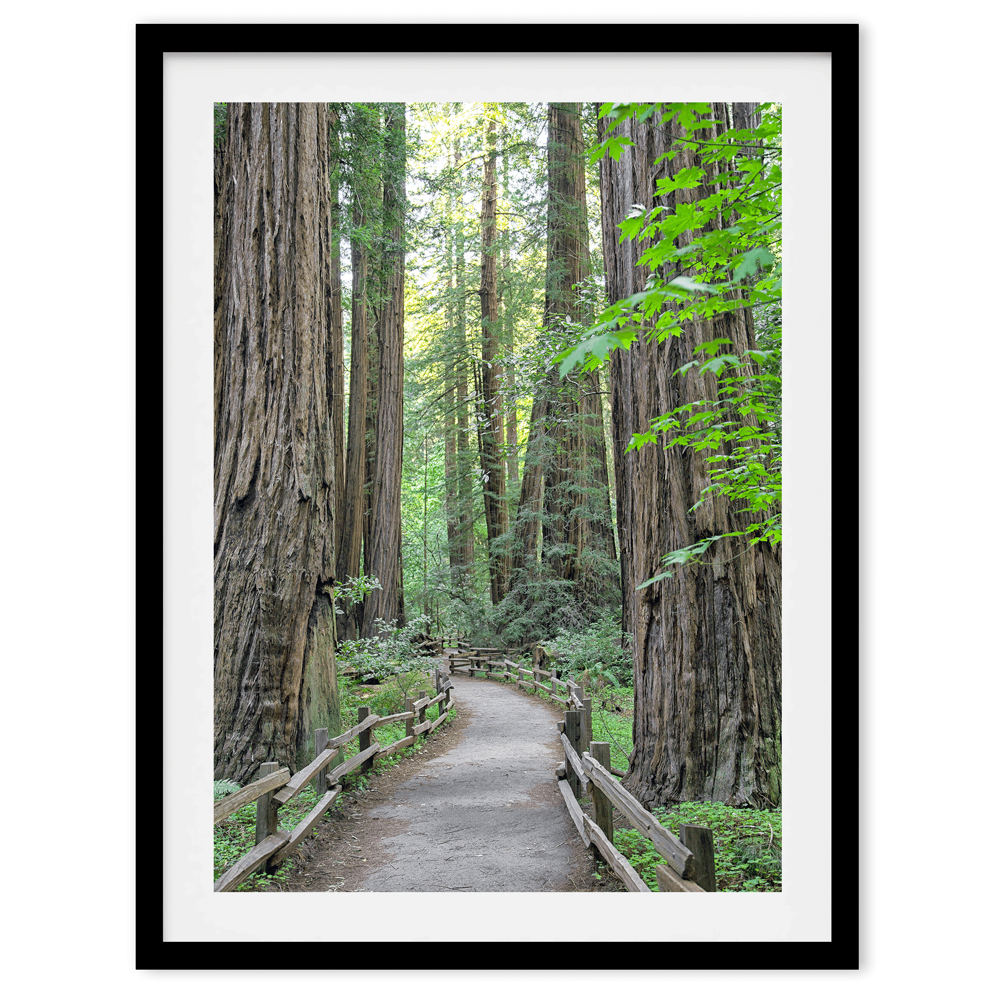 Redwoods - Wow Photo Art