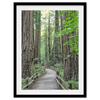 Redwoods - Wow Photo Art