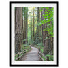 Redwood trees wall art featuring a tranquil forest path through tall redwoods with lush greenery.