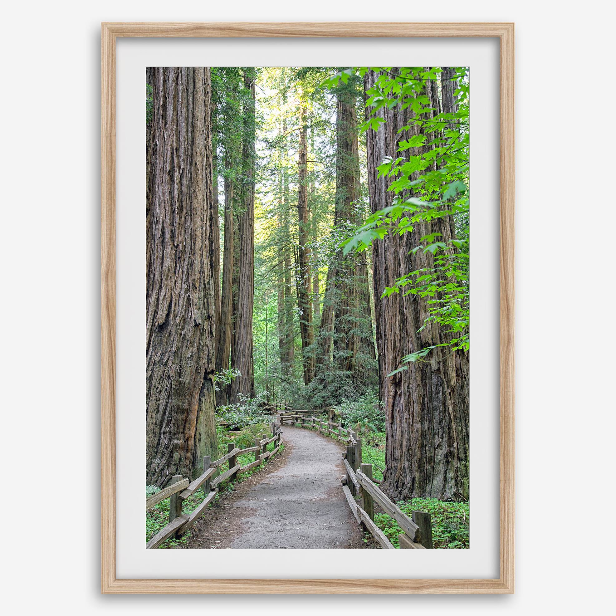 Redwood trees wall art featuring a tranquil forest path through tall redwoods with lush greenery.