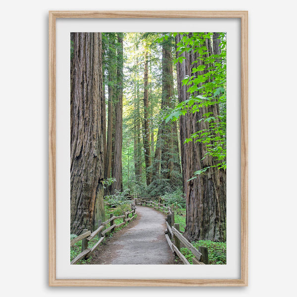 Redwood trees wall art featuring a tranquil forest path through tall redwoods with lush greenery.