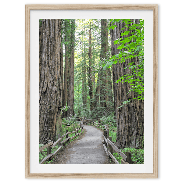 Redwoods - Wow Photo Art
