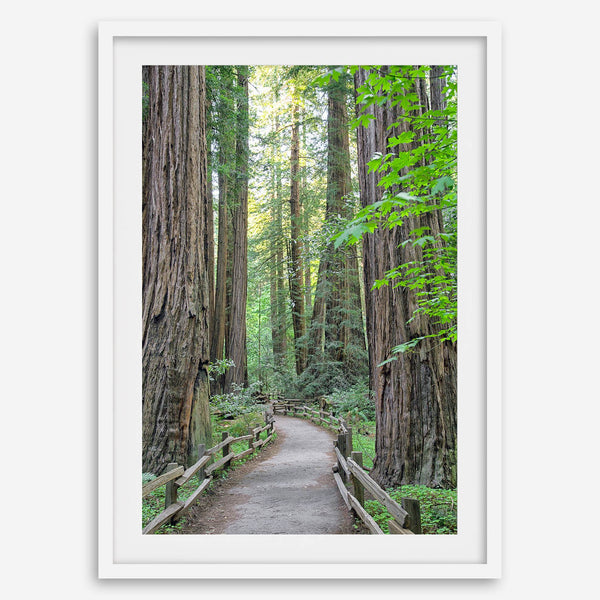 Redwood trees wall art featuring a tranquil forest path through tall redwoods with lush greenery.