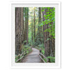 Redwood trees wall art featuring a tranquil forest path through tall redwoods with lush greenery.