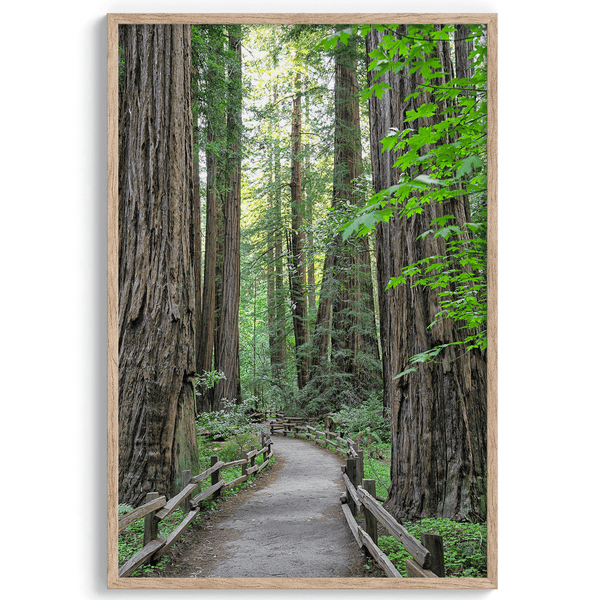 Redwoods - Wow Photo Art