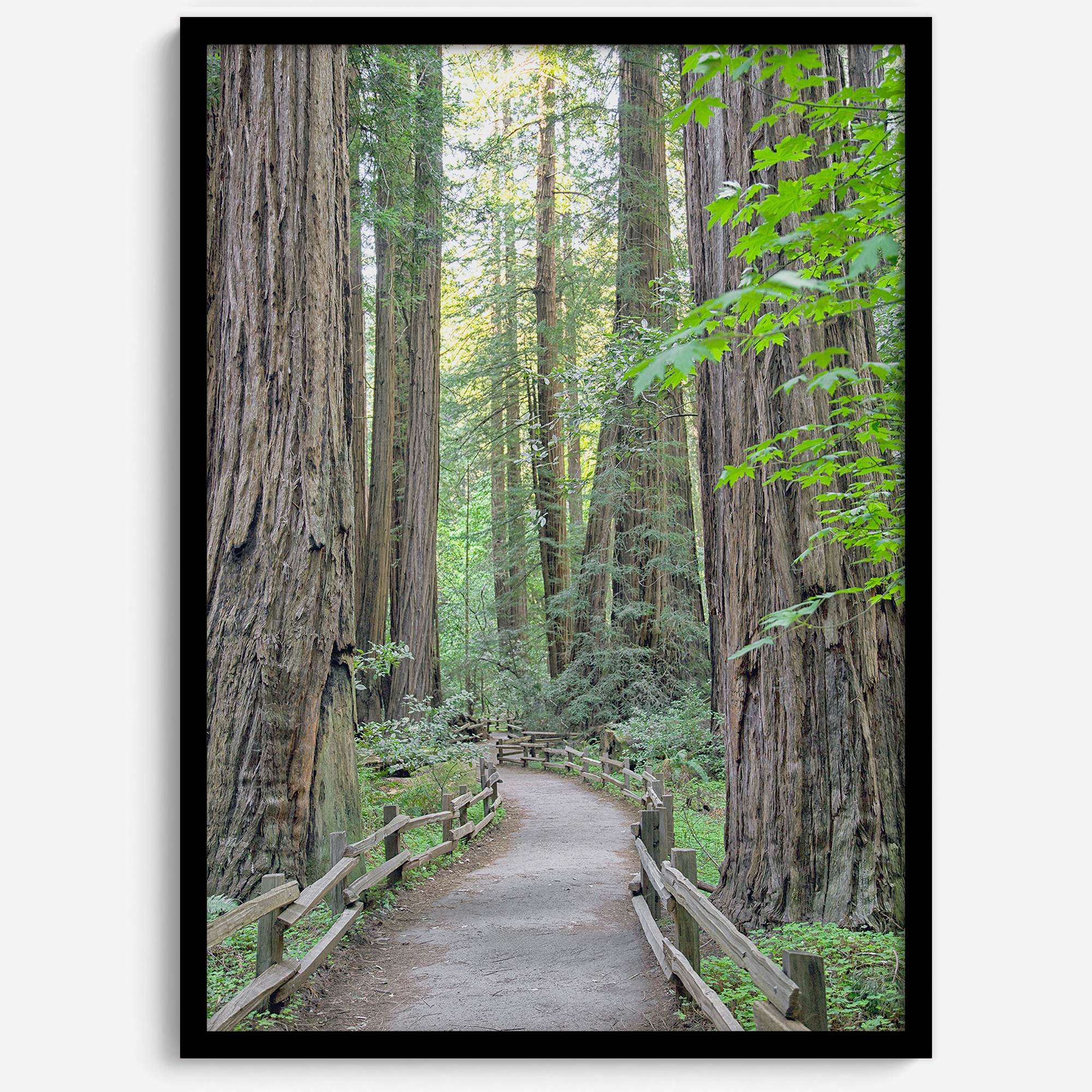 Redwood trees wall art featuring a tranquil forest path through tall redwoods with lush greenery.