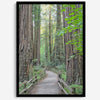 Redwood trees wall art featuring a tranquil forest path through tall redwoods with lush greenery.