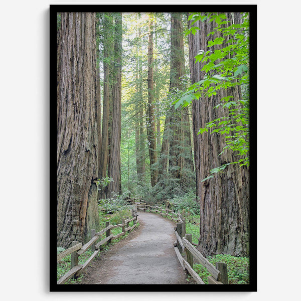 Redwood trees wall art featuring a tranquil forest path through tall redwoods with lush greenery.