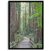 Redwood trees wall art featuring a tranquil forest path through tall redwoods with lush greenery.