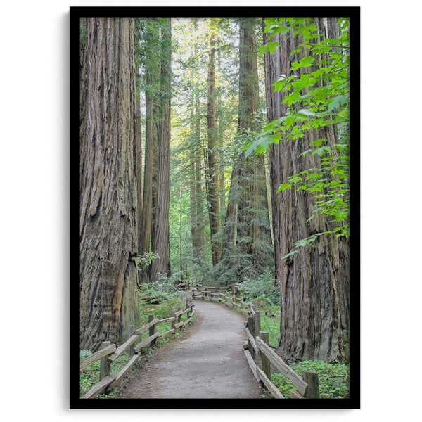 Redwood trees wall art featuring a tranquil forest path through tall redwoods with lush greenery.