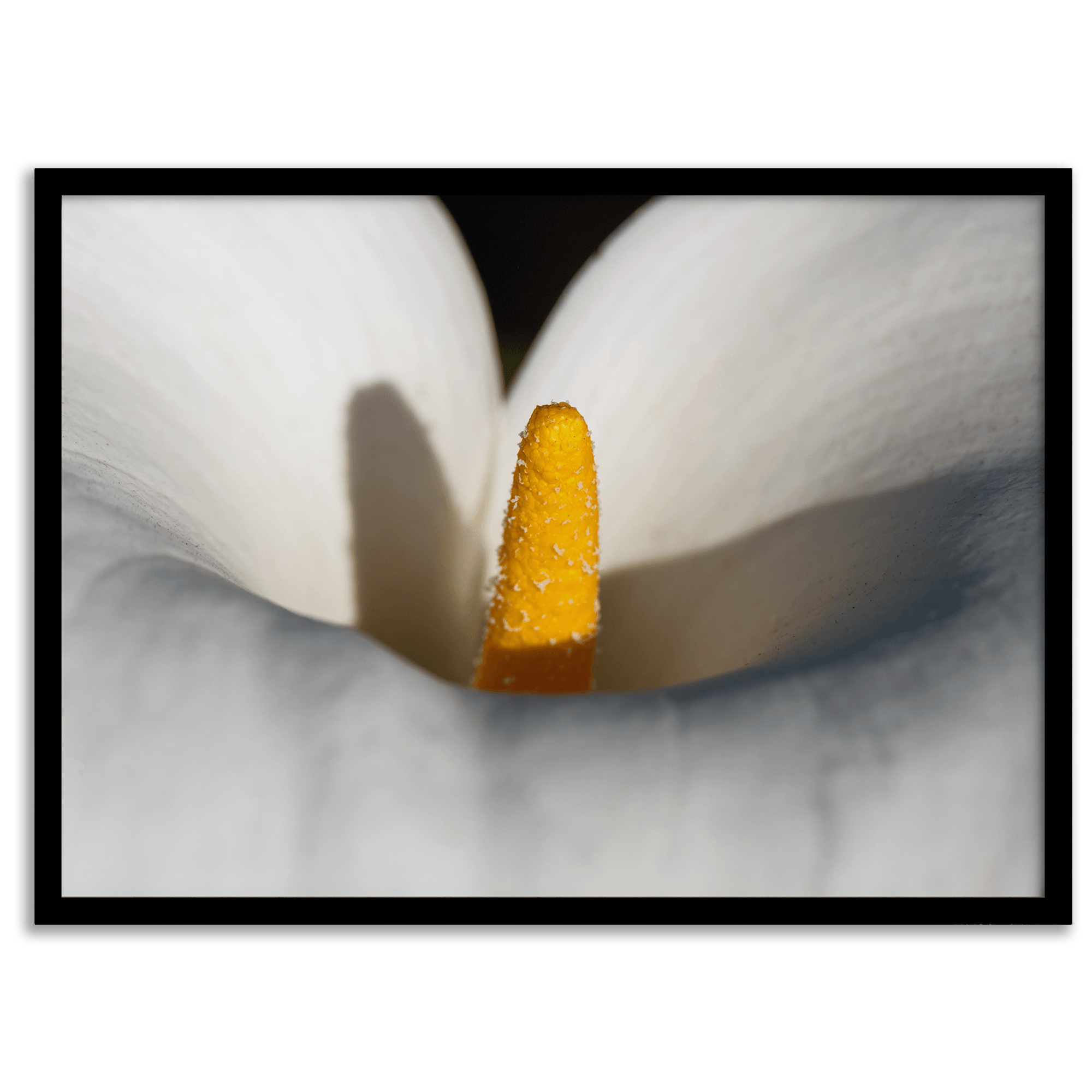 Close-up of a calla lily with a golden stamen surrounded by soft, white petals, showcasing elegant floral details in a botanical photography print.