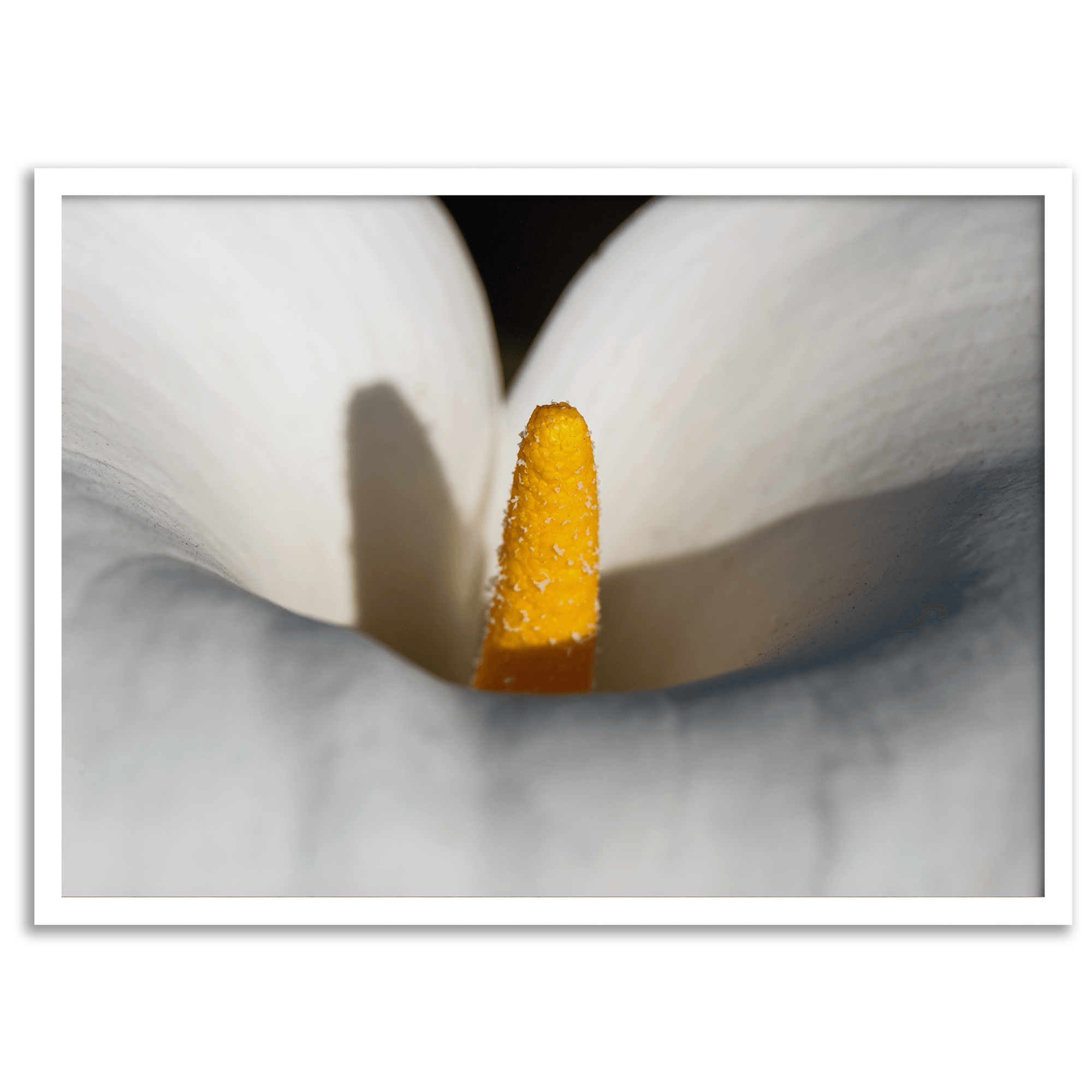 Close-up of a calla lily with a golden stamen surrounded by soft, white petals, showcasing elegant floral details in a botanical photography print.